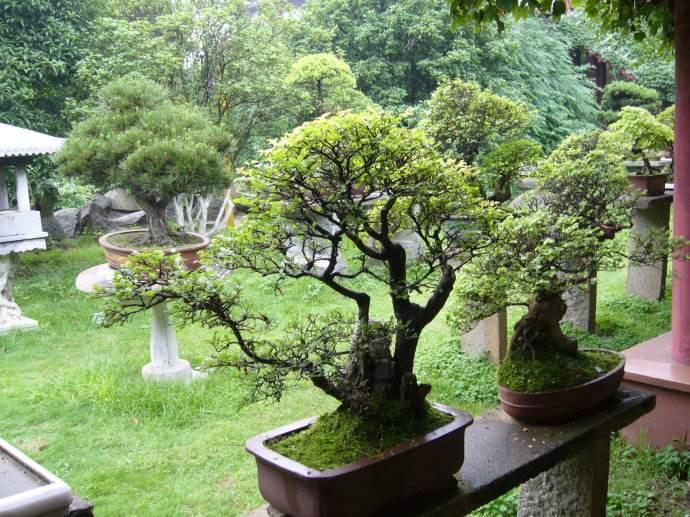 走进江西省玉山县各盆景园