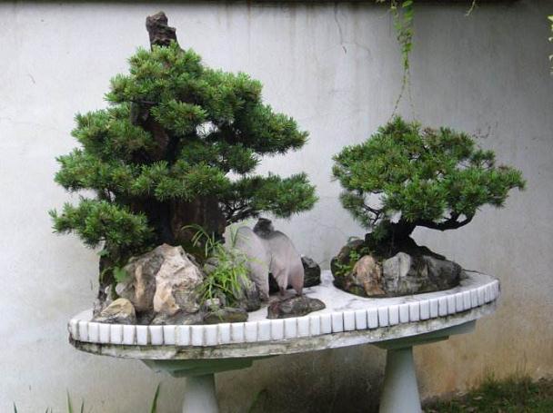 江西第四届盆景展