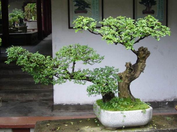 江西盆景艺术家研讨中国盆景文化