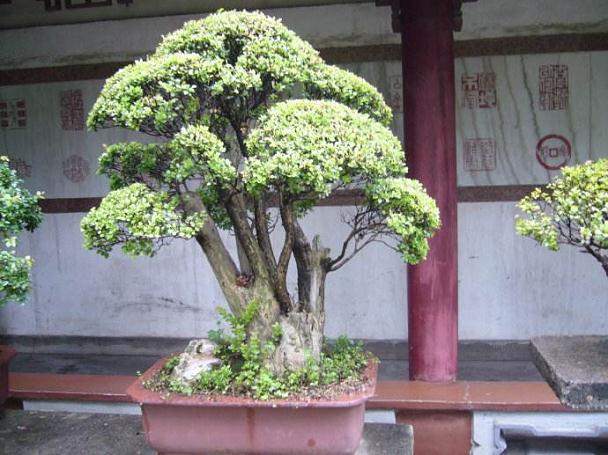 宁德盆景作品开展