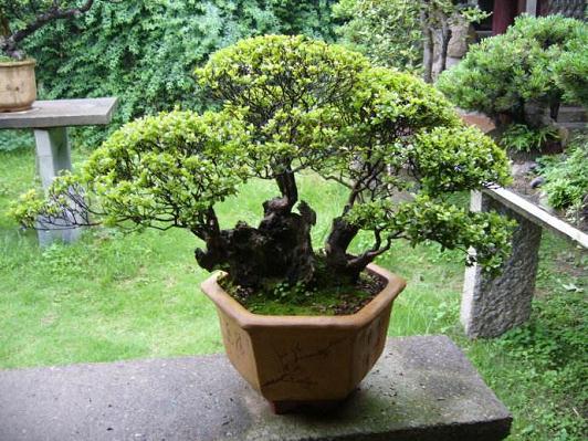 龙岩盆景工艺厂