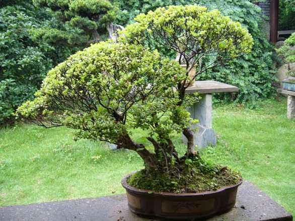 龙岩哪有卖盆景和和盆景所要的盆子呢?