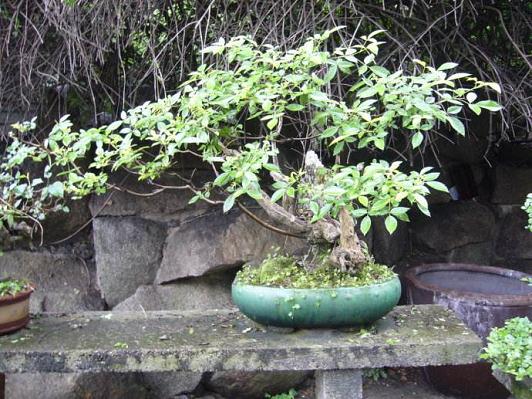 漳州首届盆景展持续到10月16日