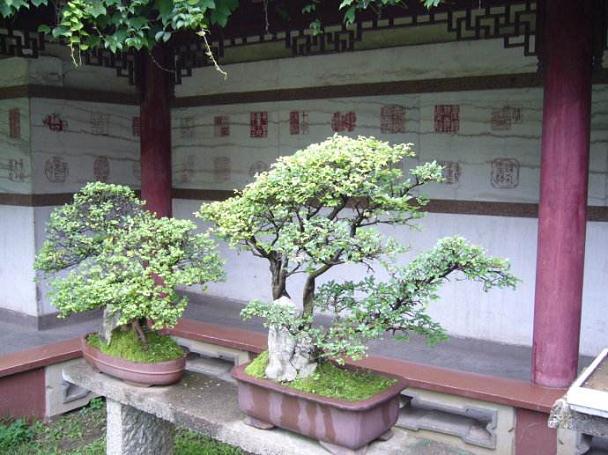 泉州盆景专家赴印度传授盆景技术