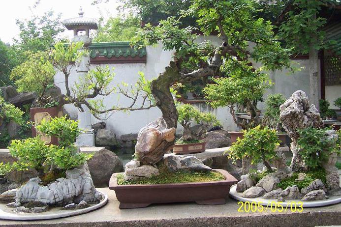 泉州市的日照盆景基地