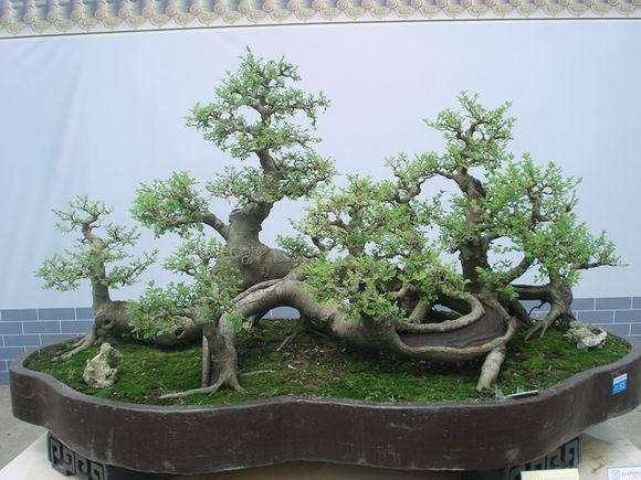 泉州的观果盆景生意好