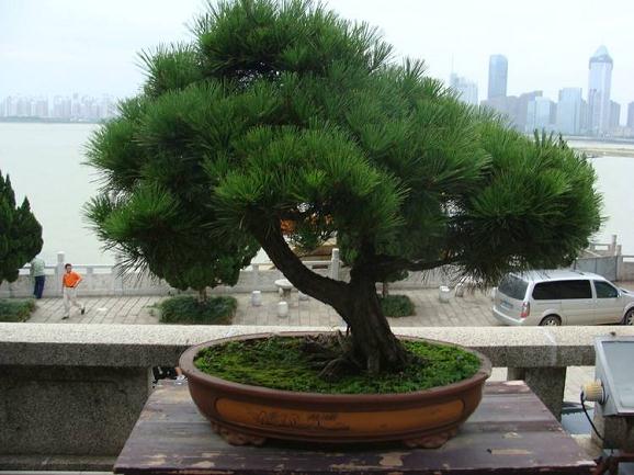 莆田山人盆景园艺公司