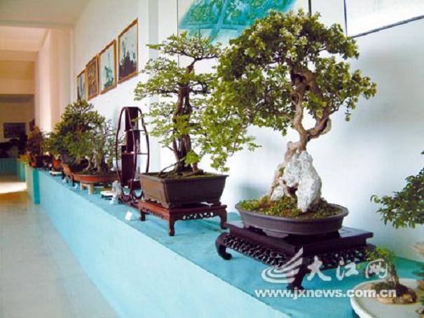 莆田参加中国盆景展