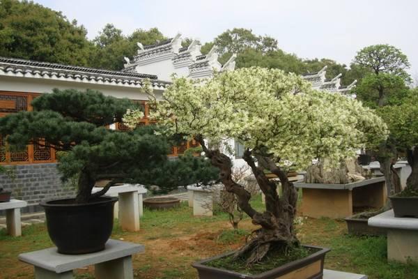 福建莆田盆景长成参天大树