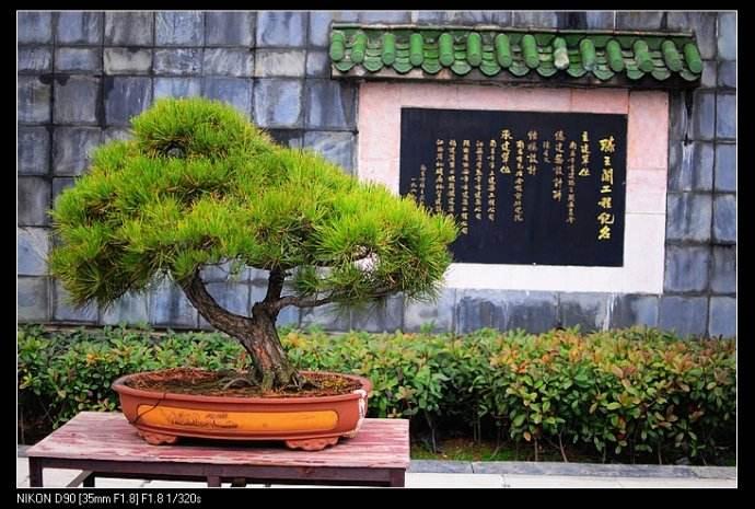 记者在福州路的盆景园施工现场看到