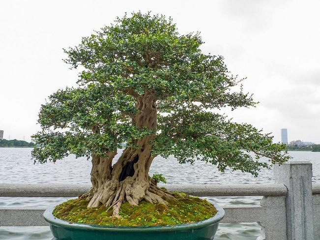 岭南盆景的制作方法