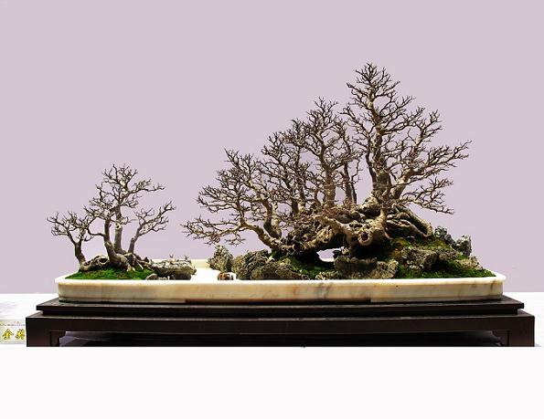 举办迎亚运岭南盆景展