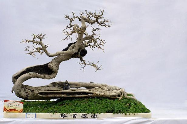 我们要重振岭南盆景辉煌