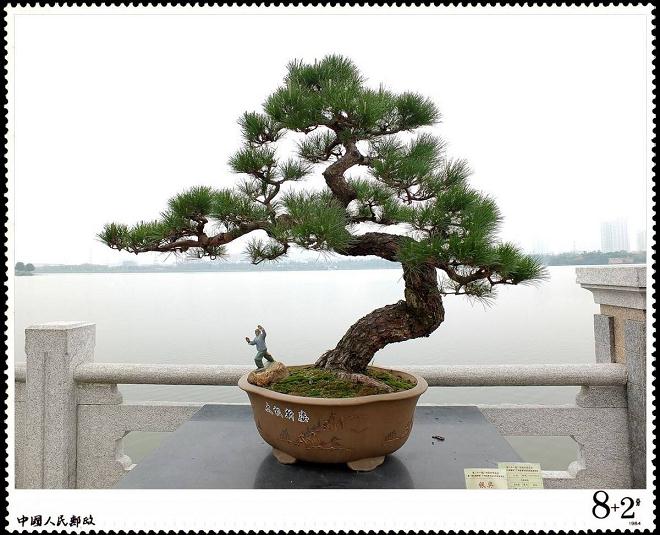 &ldquo;岭南盆景&rdquo;的确活得很艰难