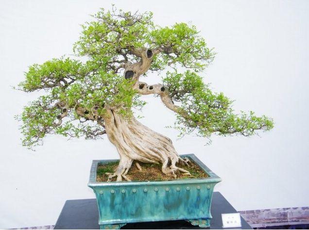 岭南盆景的国际影响及进一步走向世界