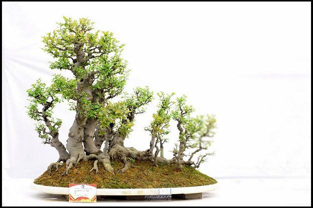 岭南盆景与岭南文化