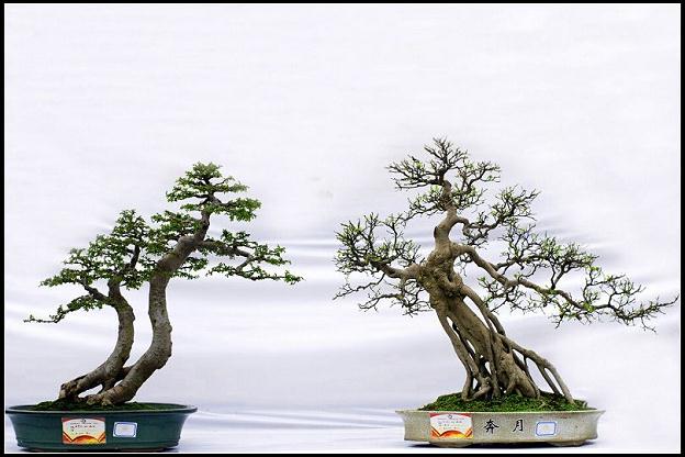 广东十位杰出盆景创作者喜获岭南盆景艺