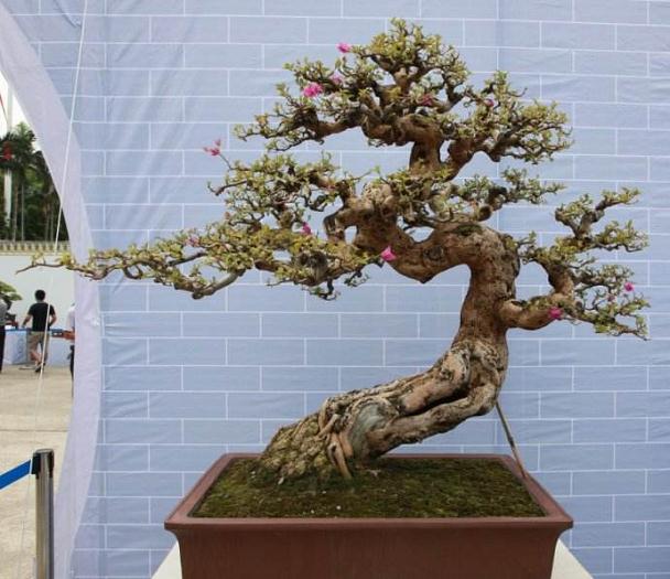 福建图宏盆景园以赤楠盆景为主 其它树种有黄杨