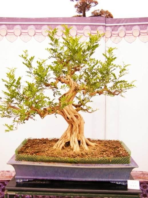 福建盆景生产和历史