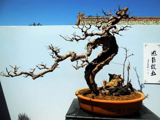 记福建盆景艺术大师周建成