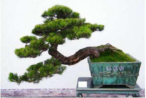 福建小伙金华卖盆景