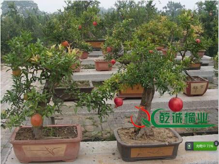 池州举行盆景展览会