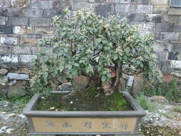 &ldquo;黄山魂&rdquo;盆景挂价5万