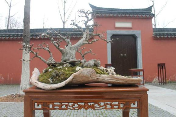 黄山盆景园现有育桩基地15亩 培植品种20余个