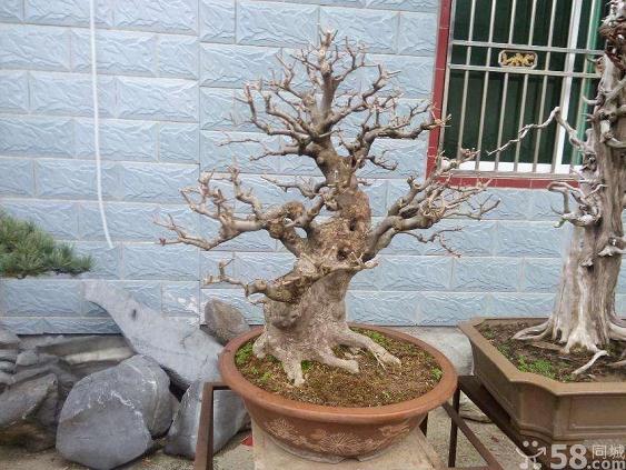 安庆市第三届盆景艺术展在莲湖公园揭幕