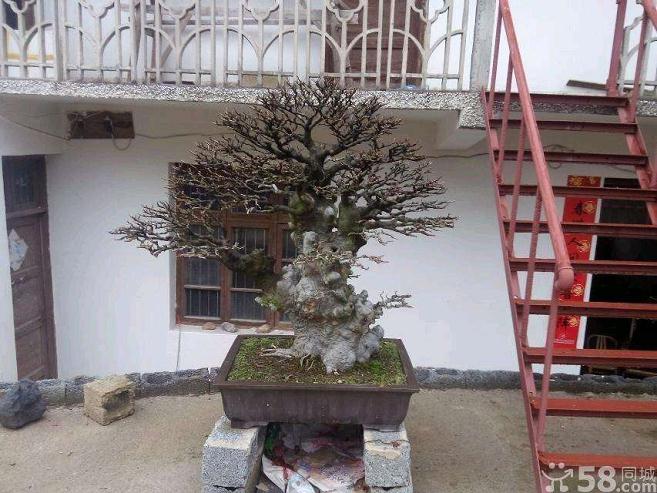 淮南盆景赏石协会