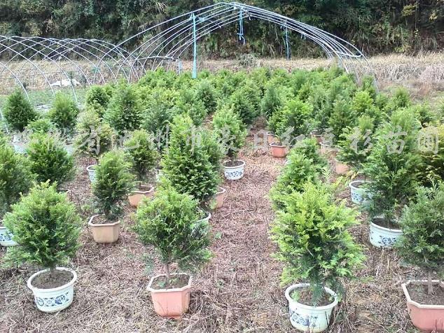 把芜湖建设成盆景城市