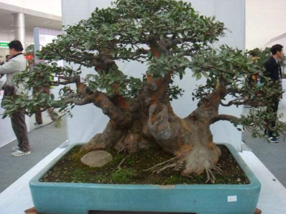 合肥哪能买到植物盆景?