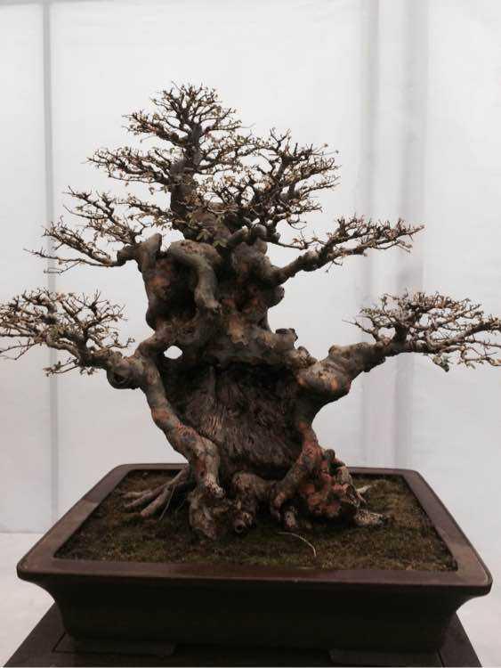 开着车叫卖义乌盆景