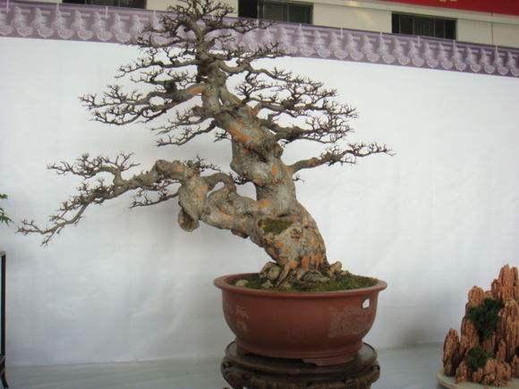 义乌市第五届盆景艺术展在绣湖公园华川书舍开幕