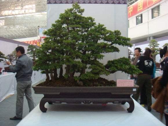 丽水盆景的产业为何做不大?