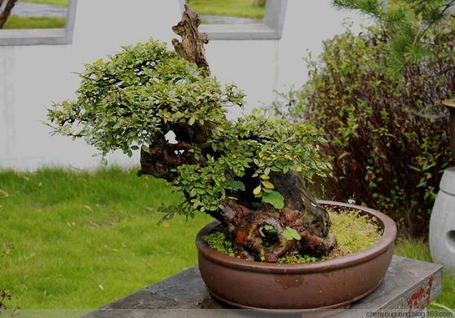 台州的古梅桩盆景