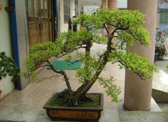 台州三人获“中国盆景高级技师”称号