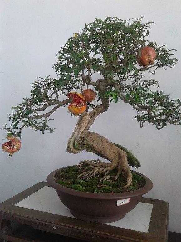 发展中的台州盆景研究所