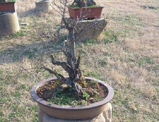 临岸观望,响声如雷,惊心动魄,被誉为