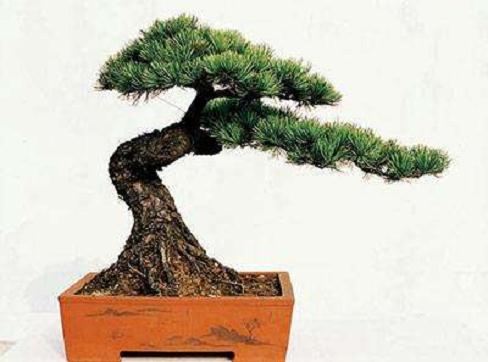 台州盆景入选中国盆景展览会