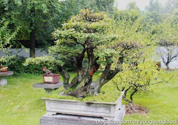 台州盆景获大奖