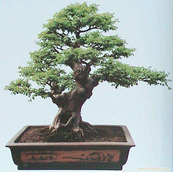 舟山是一个盆景花园城市