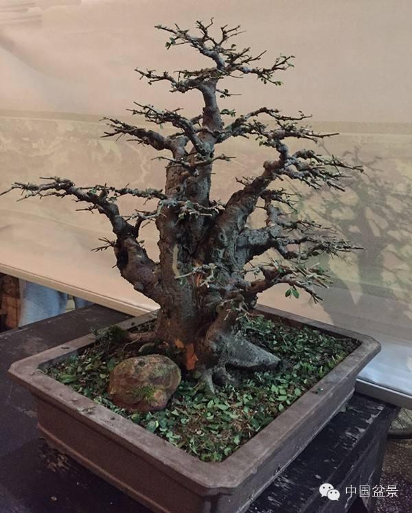 中国(金华)盆景赏石展销会