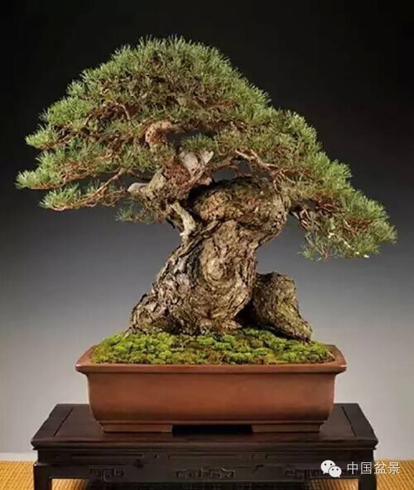 金华佛手盆景,联系方式?