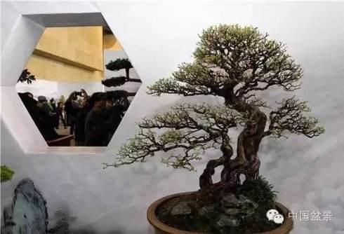 欣赏创建于1978年的“山谷盆景园”