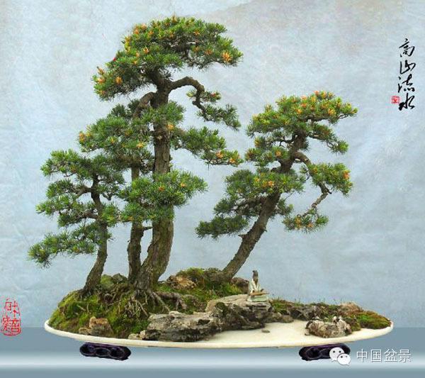 金华双盛古树苗木盆景场