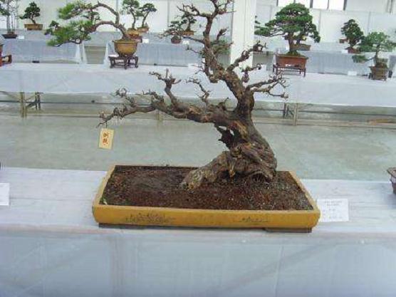 专家谈金华盆景