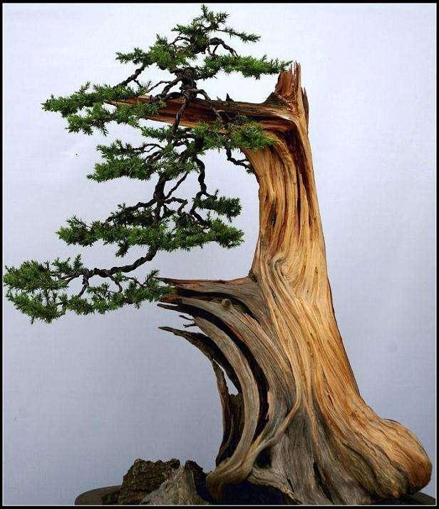 金华佛手盆景园