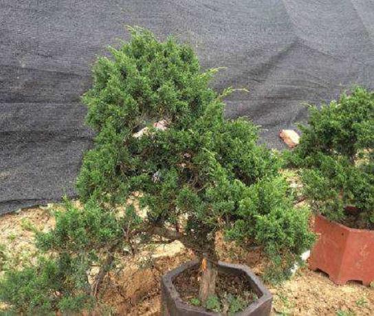 浙江省第五届盆景展