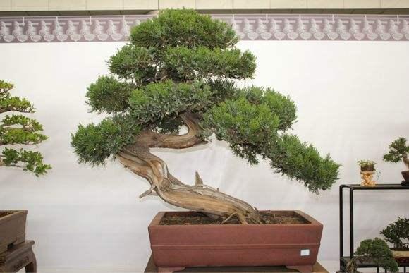 浙江安吉破获一起盆景盗窃大案